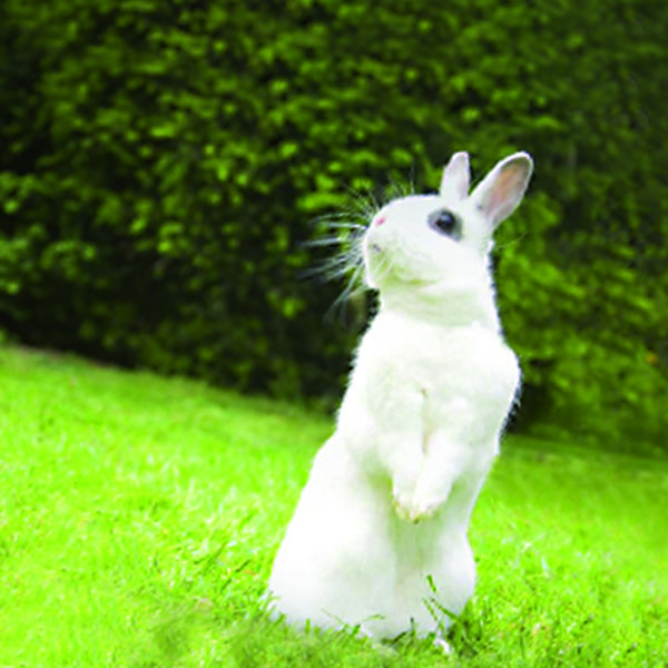 Stop in tutta Europa ai test sugli animali per i cosmetici. Un traguardo significativo!