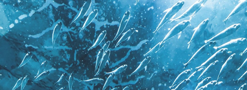 Omega 3, i Grassi del Benessere | Bios Line
