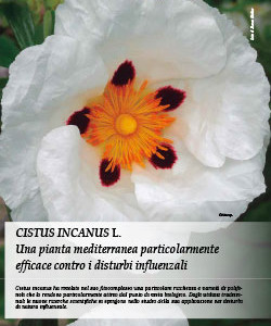 CISTUS INCANUS L.: una pianta mediterranea particolarmente efficace contro i disturbi influenzali