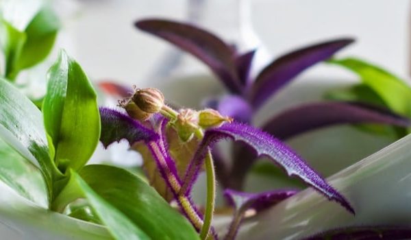 Bios Line’s History