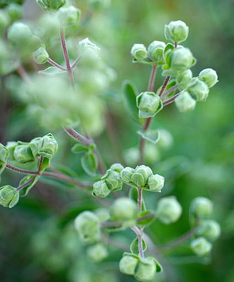 Bios Line Erbario efficacia della natura