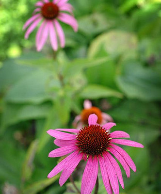 Bios Line Erbario efficacia della natura