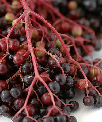 Bios Line Erbario efficacia della natura