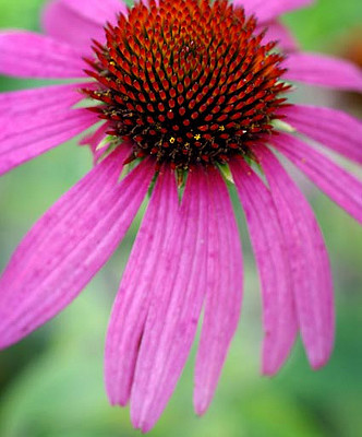 Bios Line Erbario efficacia della natura