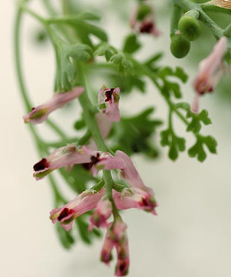 Bios Line Erbario efficacia della natura