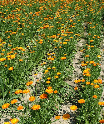 Bios Line Erbario efficacia della natura