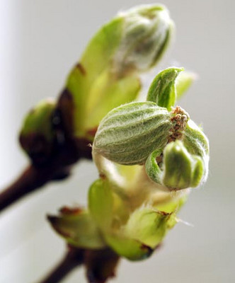 Bios Line Erbario efficacia della natura