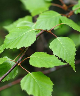 Bios Line Erbario efficacia della natura Betulla