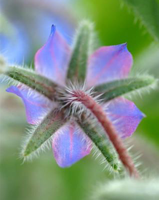 Bios Line Erbario efficacia della natura Borragine