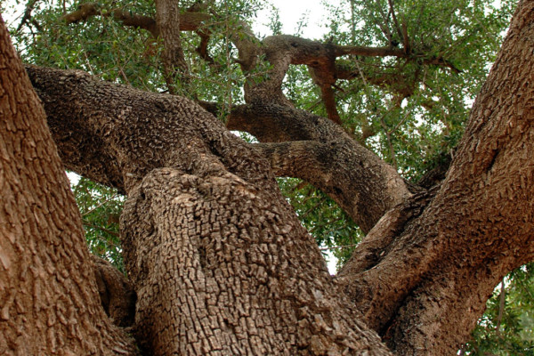 Bios Line olio Argan nota dal sapore esotico