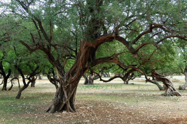 Bios Line olio Argan nota dal sapore esotico