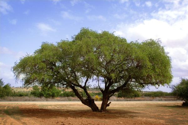Bios Line olio Argan nota dal sapore esotico