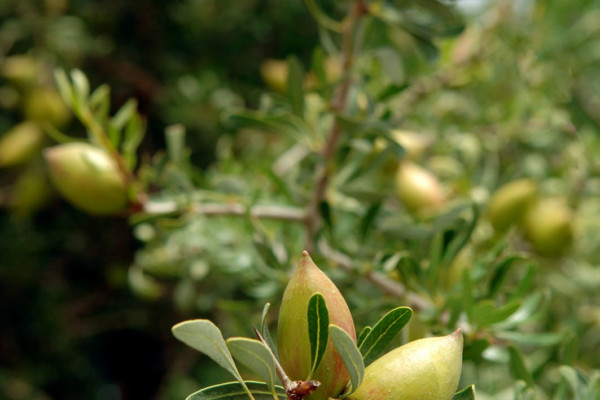 Bios Line olio Argan nota dal sapore esotico