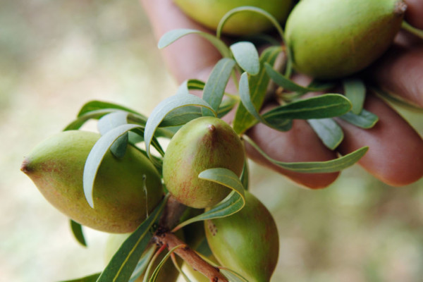 Bios Line olio Argan nota dal sapore esotico