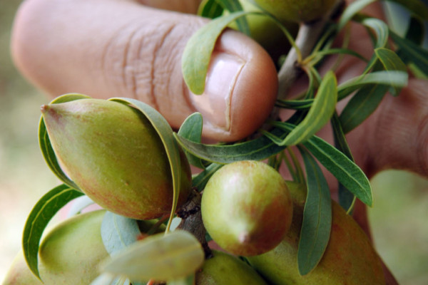 Bios Line olio Argan nota dal sapore esotico