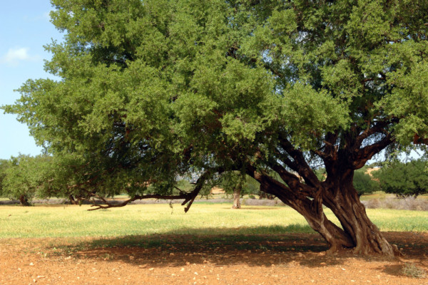 Bios Line olio Argan nota dal sapore esotico