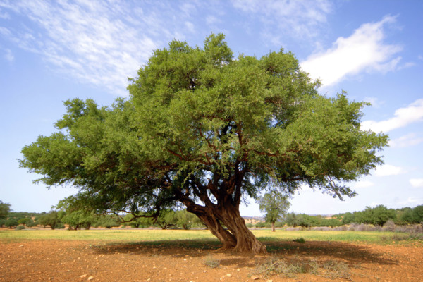 Bios Line olio Argan nota dal sapore esotico