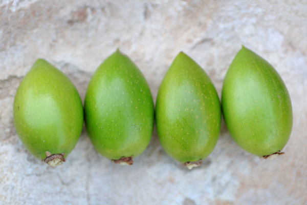 Bios Line olio Argan nota dal sapore esotico