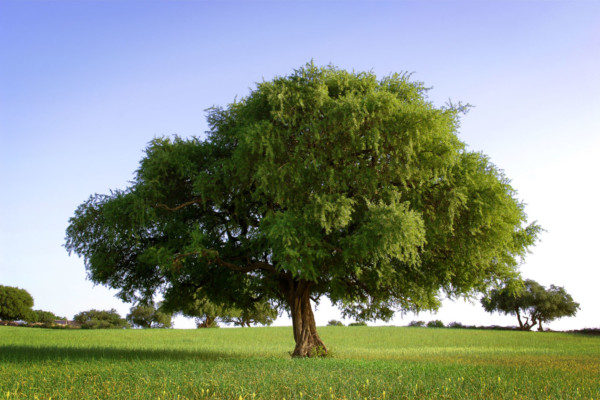 Bios Line olio Argan nota dal sapore esotico