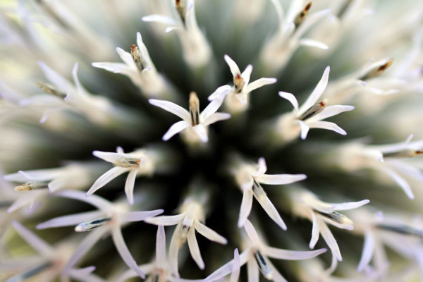 Bios Line Piante Europee