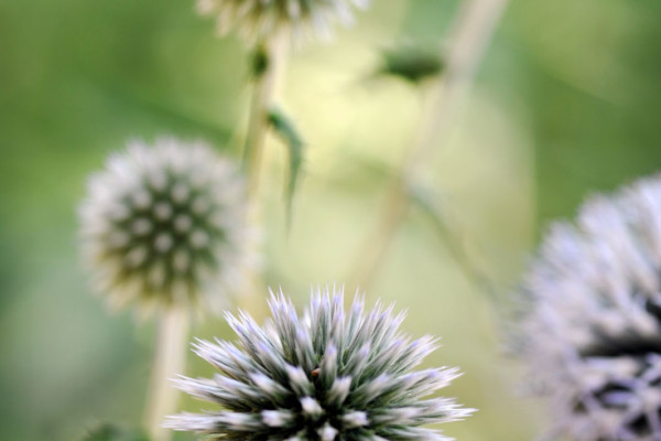 Bios Line Piante Europee