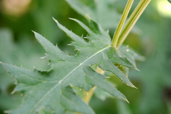 Bios Line Piante Europee