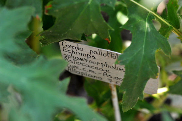 Bios Line Piante Europee