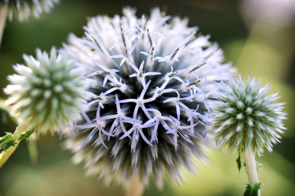 Bios Line Piante Europee