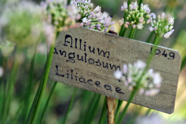 Bios Line Piante Europee