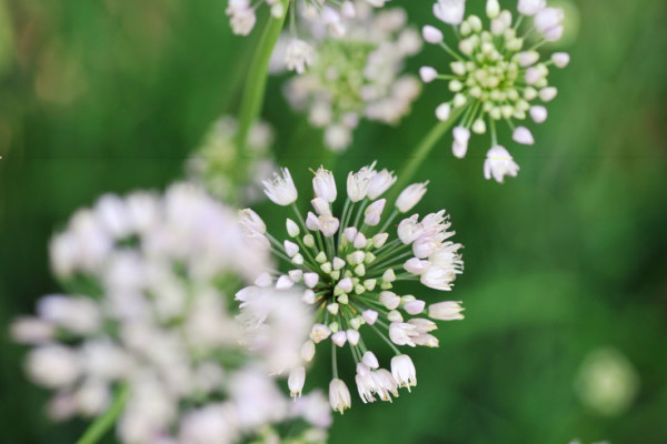 Bios Line Piante Europee