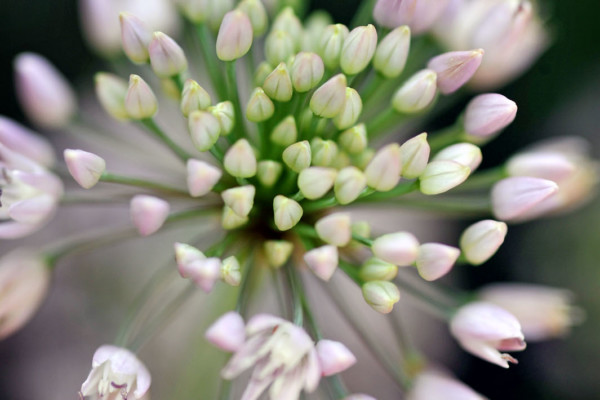 Bios Line Piante Europee