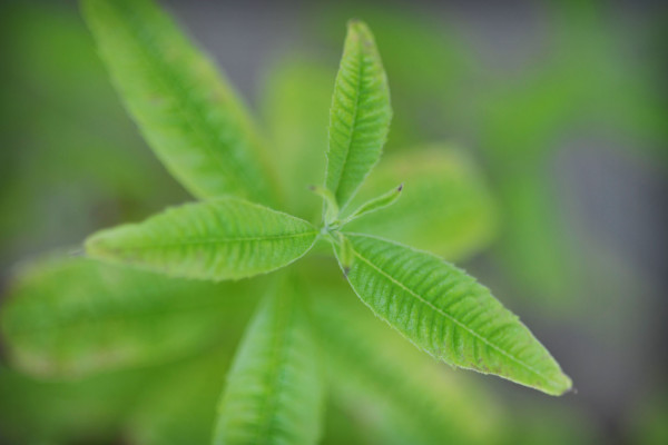 Bios Line Piante Europee