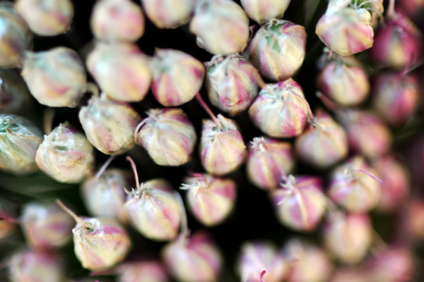 Bios Line Piante Europee