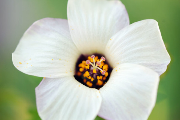 Bios Line Piante Europee