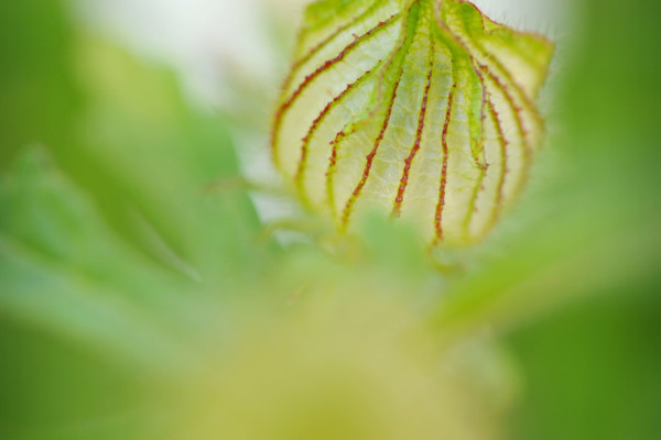 Bios Line Piante Europee