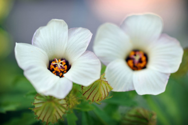 Bios Line Piante Europee