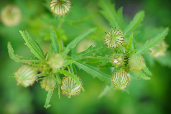 Bios Line Piante Europee