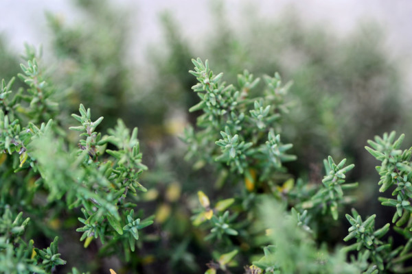 Bios Line Piante Europee