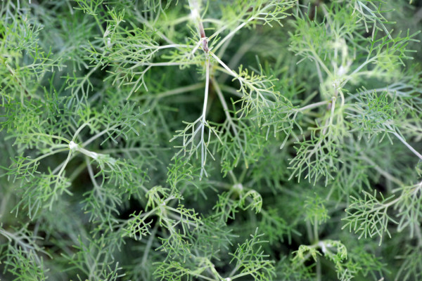 Bios Line Piante Europee