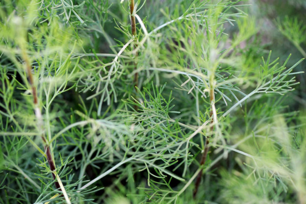 Bios Line Piante Europee