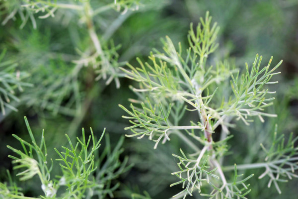 Bios Line Piante Europee