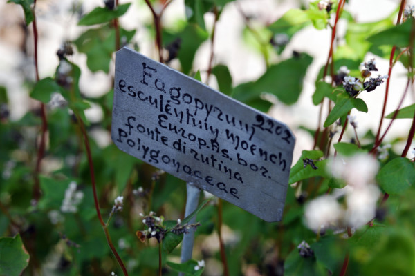 Bios Line Piante Europee