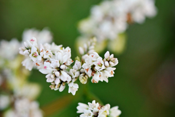 Bios Line Piante Europee