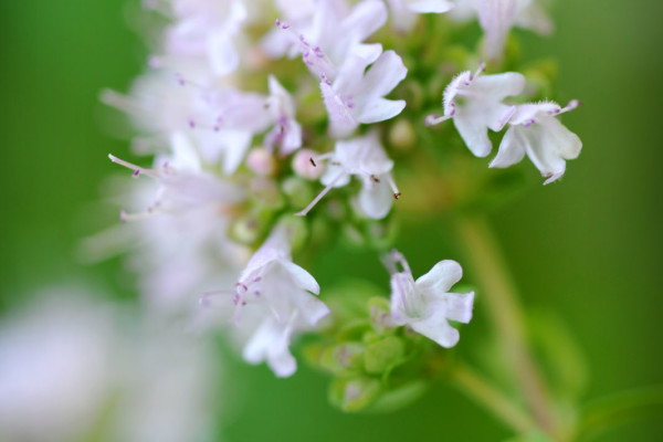 Bios Line Piante Europee