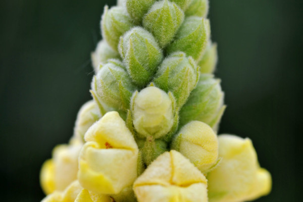 Bios Line Piante Europee