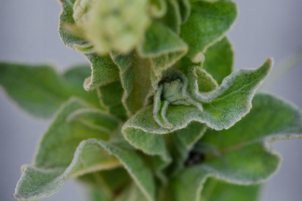 Bios Line Piante Europee