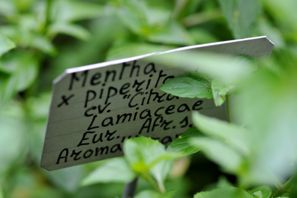 Bios Line Piante Europee