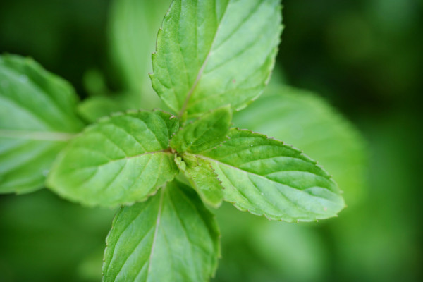 Bios Line Piante Europee