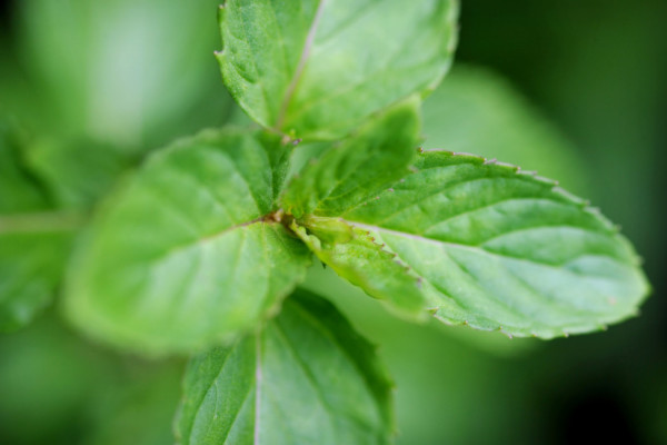 Bios Line Piante Europee