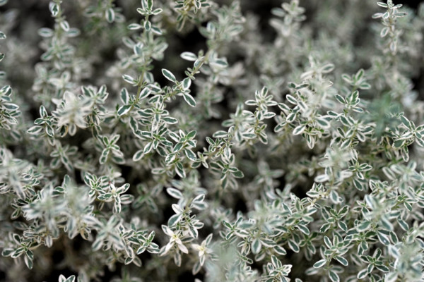 Bios Line Piante Europee